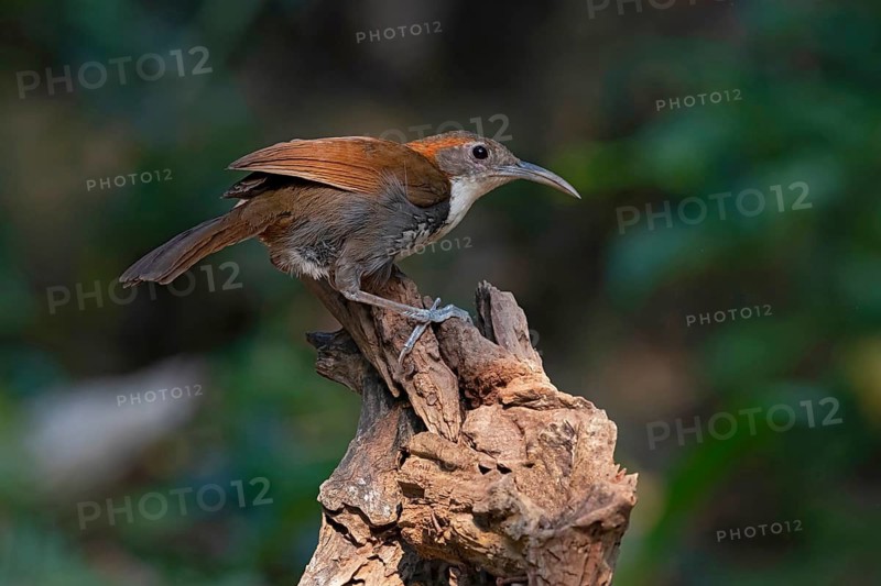 Large Scimitar Babbler (Pomatorhinus hypoleucos tickelli), Yunnan, China
