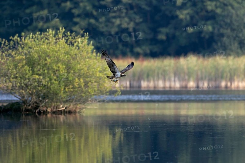 Fischadler, lat. Pandion haliaetus, fliegt mit einer gefangenen Schleie über seinem Jagdgewässer