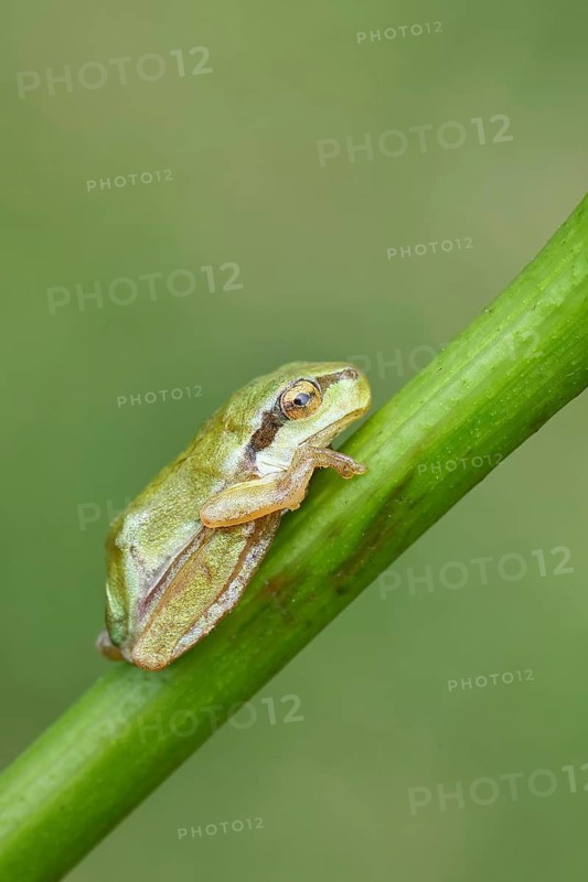 European tree frog (Hyla arborea) sitting on a branch in its natural environment, Lake Neusiedl National Park, Burgenland, Austria