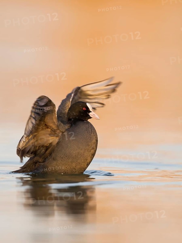 Eurasian Coot (Fulica atra) flapping, Rhineland-Palatinate, Germany