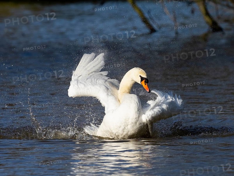 Mute Swan, (Cygnus olor), adult male, bathing on a lake, flapping its wings, Hesse, Germany