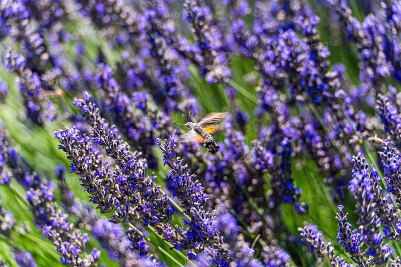 A hummingbird moth hovers above vibrant purple lavender flowers in a sunlit meadow. The lush greenery and vivid blooms create a serene and colorful natural scene