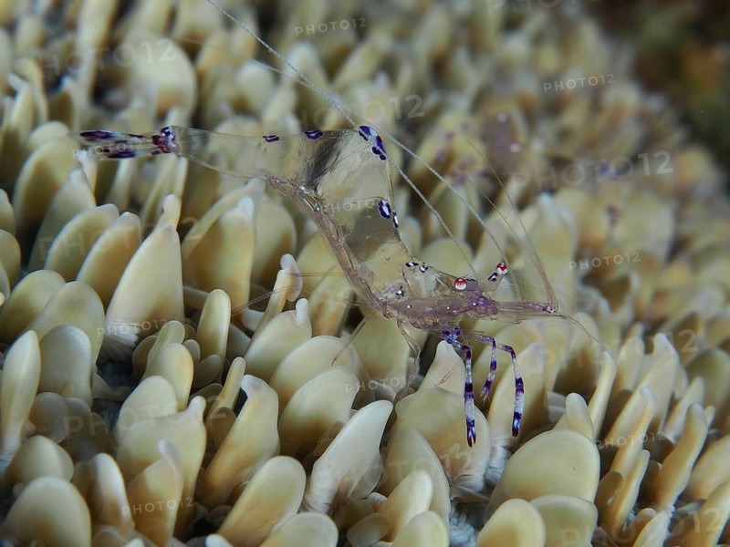 Transparent shrimp, Saravati anemone partner shrimp (Ancylomenes sarasvati), on detailed, light-coloured coral structures, Spice Reef dive site, Penyapangan, Bali, Indonesia