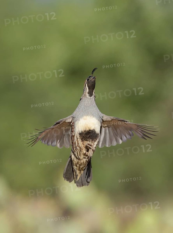 Gambel's Quail (Callipepla gambelii) male flying, Arizona, USA