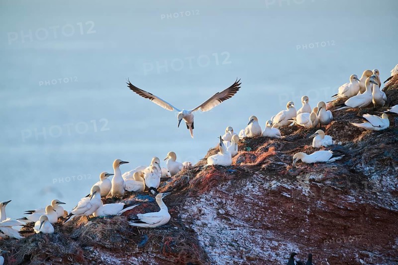 Northern gannet (Morus bassanus) flying over the colony on the cliffs at sunset, landing, wildlife, Helgoland, Germany