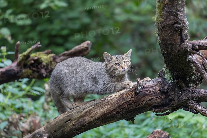 One young european wildcat, Felis silvestris silvestris, standing on a branch of a dead tree and sharpening its claws. Green vegetation in the background