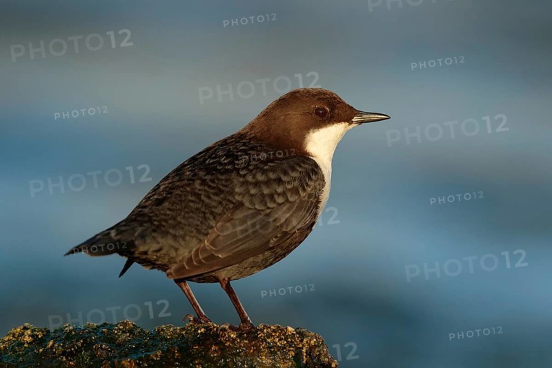 Zwartbuikwaterspreeuw, Black-bellied Dipper, Cinclus cinclus cinclus