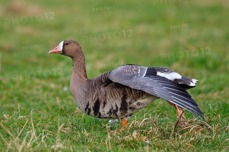 Greater White-fronted Goose (Anser albifrons) stretching wing, North Rhine-Westphalia, Germany