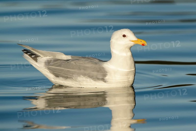 Glaucous Gull (Larus hyperboreus), British Columbia, Canada