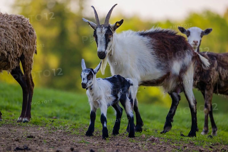 A female peacock goat (Capra aegagrus f. hircus) with her young is standing on a meadow