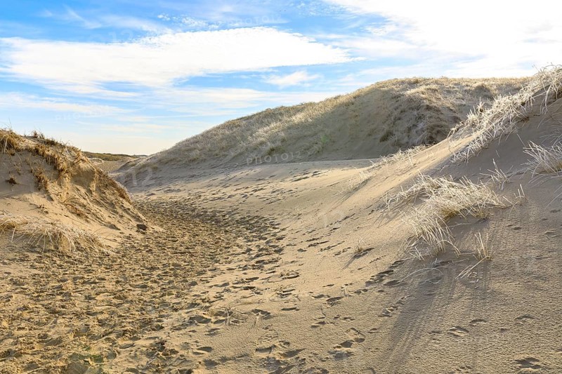 Hoarfrost on dune grass, hiking trail through the dunes of Norderney, Lower Saxony, Germany