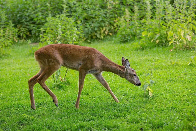 One female Roe Deer, (Capreolus capreolus), standing in a thicket of stinging nettle