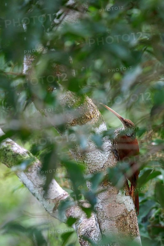 Long-billed Woodcreeper (Nasica longirostris) perched on a branch in Ecuador