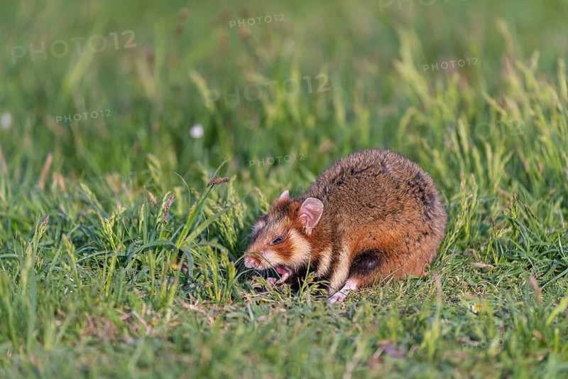 One European hamster (Cricetus cricetus), Eurasian hamster, black-bellied hamster or common hamster, walking over fresh green grass in sweet late light