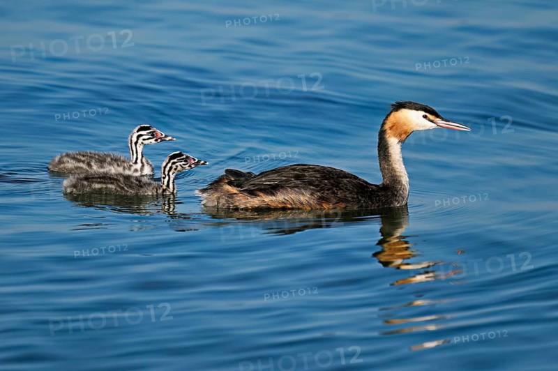 Great Crested Grebe (Podiceps Scalloped ribbonfish), with two chicks in plumage swimming in the water, Lake Zug, Canton Zug, Switzerland