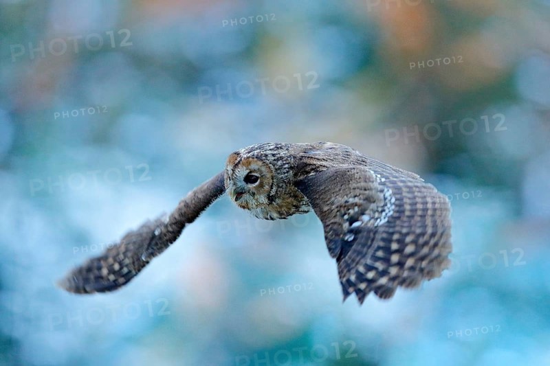 Flying owl in the snowy forest. Action scene with Eurasian Tawny Owl, Strix aluco, with nice snowy blurred forest in background