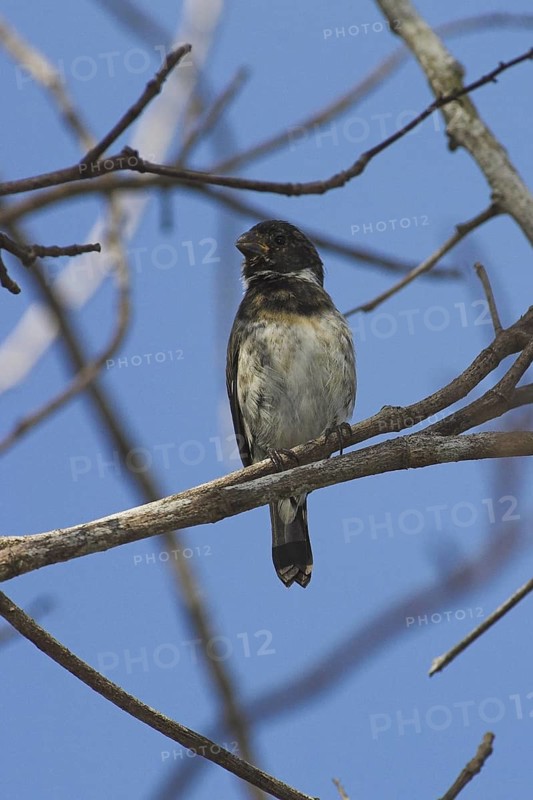 Variable Seedeater (Sporophila corvina), Costa Rica