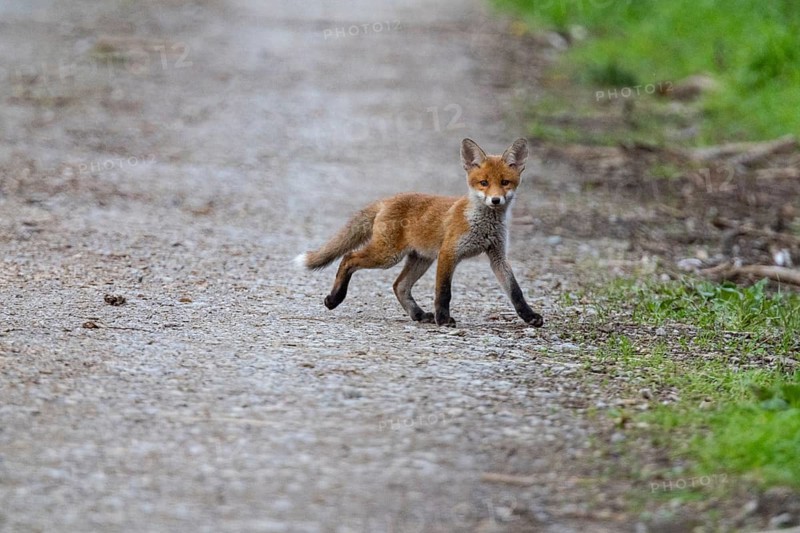 Fox (Vulpes vulpes) puppy Germany