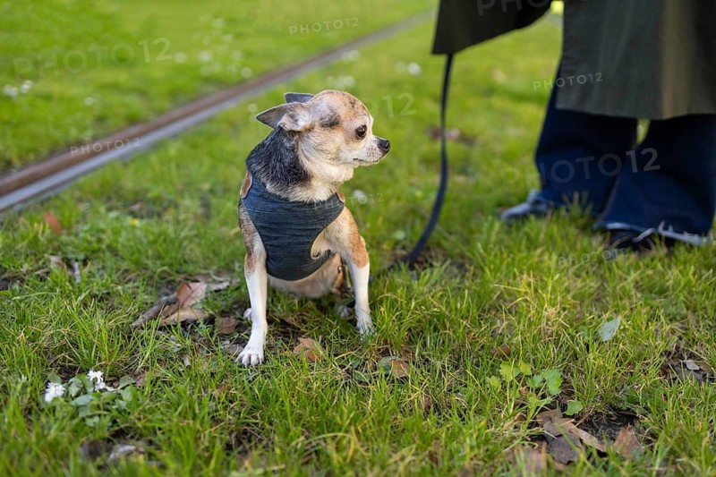A small chihuahua wearing a sweater stands on green grass. Its leash attached, the chihuahua looks to the side while a woman stands nearby, creating a peaceful park scene