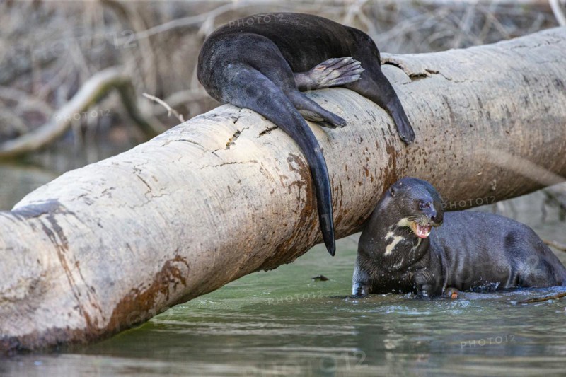 Giant otter (Pteronura brasiliensis) Pantanal Brazil