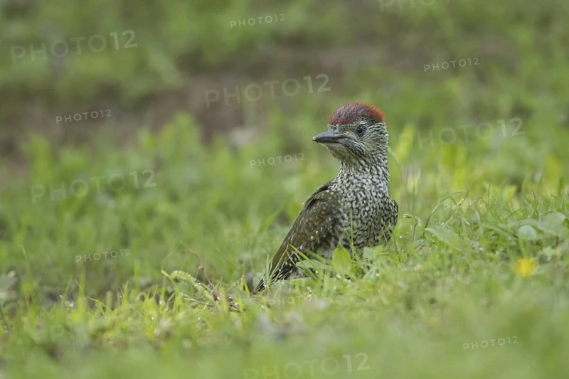 European Green Woodpecker (Picus viridis) juvenile, Rhineland-Palatinate, Germany