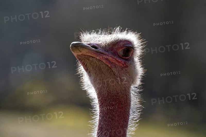 North African red-necked ostrich (Struthio camelus), portrait, captive, occurring in North Africa, North Rhine-Westphalia, Germany