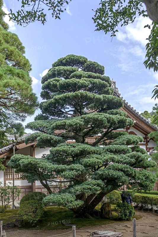 Blue maiden pine (Pinus parviflora 'Glauca'), according to the gardener 500 years old, originally a bonsai, Super Rindo Forststraße, Federal Republic of Germany