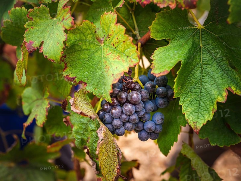 A cluster of ripe grapes hangs amidst vibrant green leaves in a Mallorca vineyard. The rich colors and natural light highlight Spain's lush agricultural landscape
