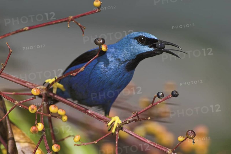 Shining Honeycreeper (Cyanerpes lucidus) male, Costa Rica