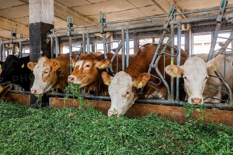 Oberlausitz, Saxony, Germany - Cattle eat fresh grass in the barn, the animals on this farm are kept in a species-appropriate manner on straw, with generous space above organic standards and fed with the farm's own feed, after eating the cattle are also allowed to return to the outside areas