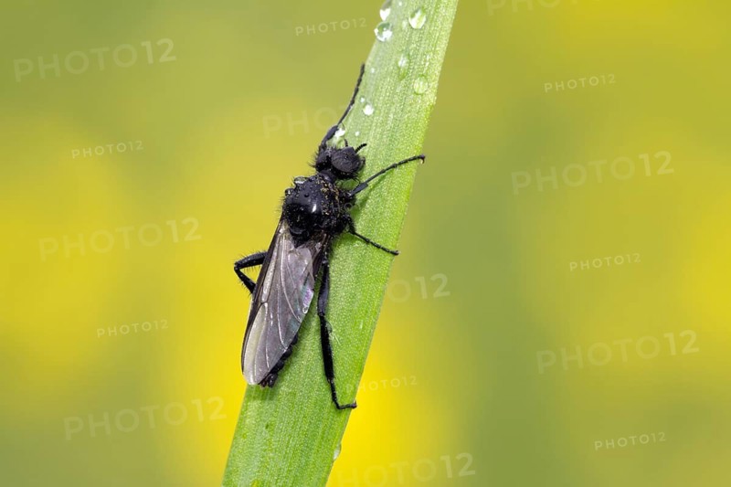 Animal, Animals, Insect, Insects, Fly, Flies, March fly, (Bibio Marci), Markus fly, Hesse, Federal Republic of Germany