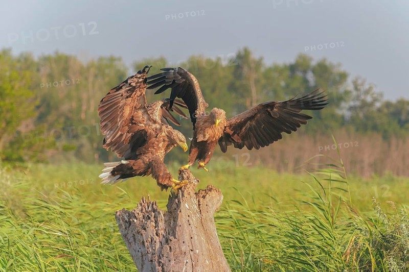 White-tailed Eagle (Haliaeetus albicilla), Danube Delta, Romania
