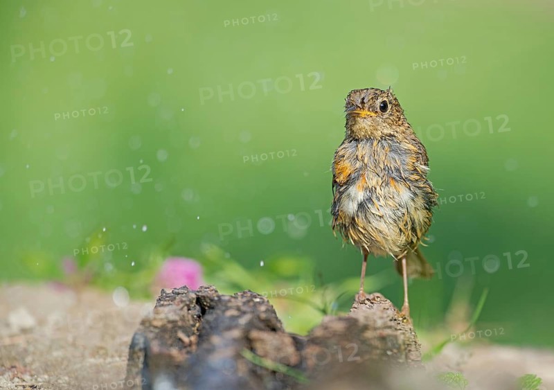 European Robin (Erithacus rubecula) juvenile, Aosta Valley, Italy