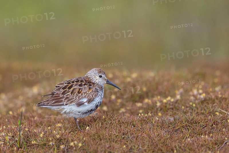 Animal, Animals, Bird, Birds, dunlin (Calidris alpina), Snipe bird, Heligoland, Schleswig-Holstein, Federal Republic of Germany