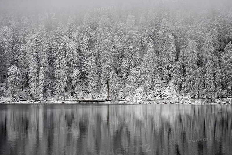 Snow-covered spruces, winter landscape at Mummelsee, reflection, snow, near Seebach, Black Forest, Ortenaukreis, Baden-Württemberg, Germany
