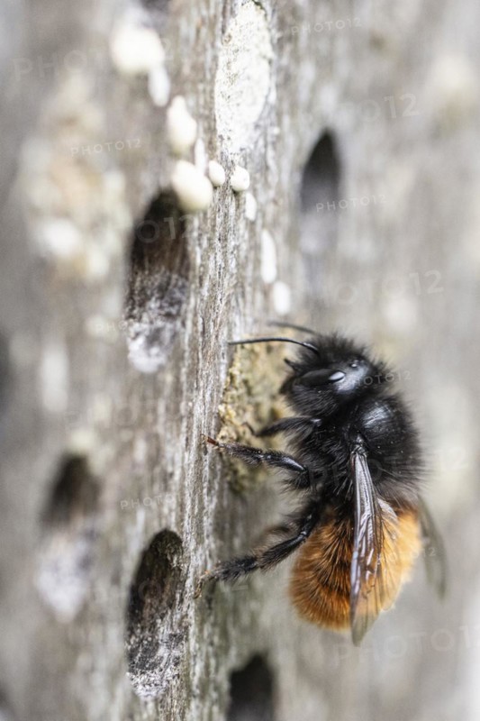 Hornfaced bee (Osmia cornuta), Emsland, Lower Saxony, Germany