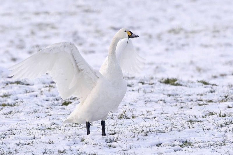 Tundra Swan (Cygnus columbianus bewickii), Netherlands