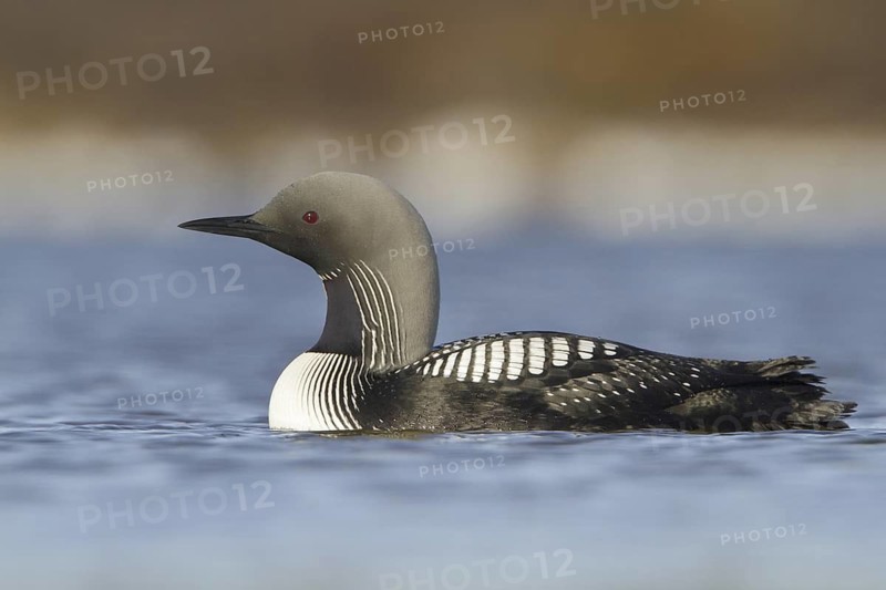 Pacific Loon (Gavia pacifica), Manitoba, Canada