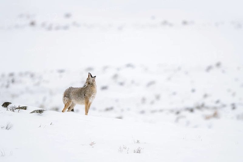 Heulend... Kojote *Canis latrans*