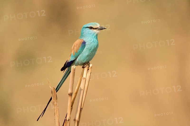 Abyssinian Roller (Coracias abyssinicus), Gambia