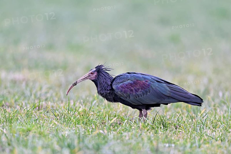 Northern bald ibis (Geronticus eremita), foraging in a meadow, Canton Zug, Switzerland