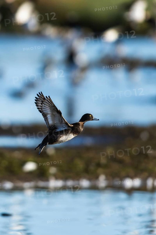 Tufted Duck, Aythya fuligula in flight at winter in Slimbridge, England, United Kingdom