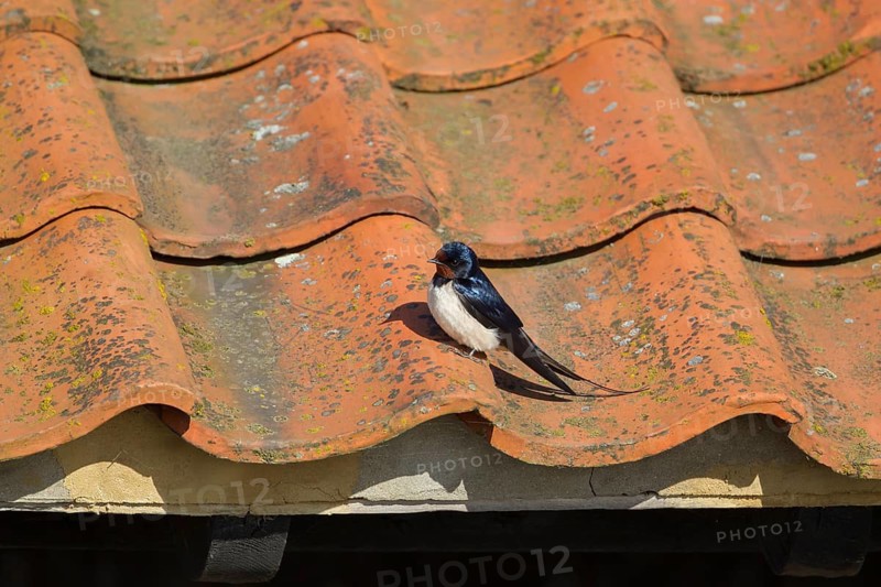 Barn swallow (Hirundo rustica) adult bird on an urban building roof in spring, England, United Kingdom