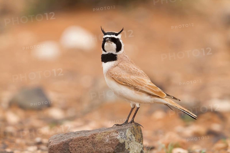 Temminck's Horned Lark - Saharaohrenlerche - Eremophila bilopha, Morocco