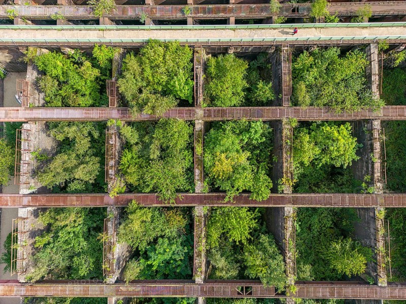 Duisburg-Nord Landscape Park, former Thyssen steelworks, closed in 1985, since then trees have been growing in the former Möller bunkers, ore bunkers, storage bunkers for feeding the blast furnaces with various materials such as ore, coke, additives, accessible via the bunker footbridge, North Rhine-Westphalia, Germany
