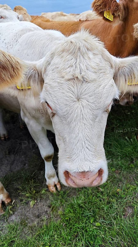 A white cow (bos taurus) frontal on green grass, Franconian Forest nature park Park
