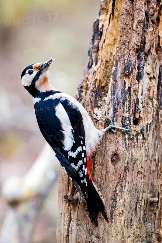 Great spotted woodpecker (Dendrocopos major), on insects on a tree, Lower Saxony, Federal Republic of Germany
