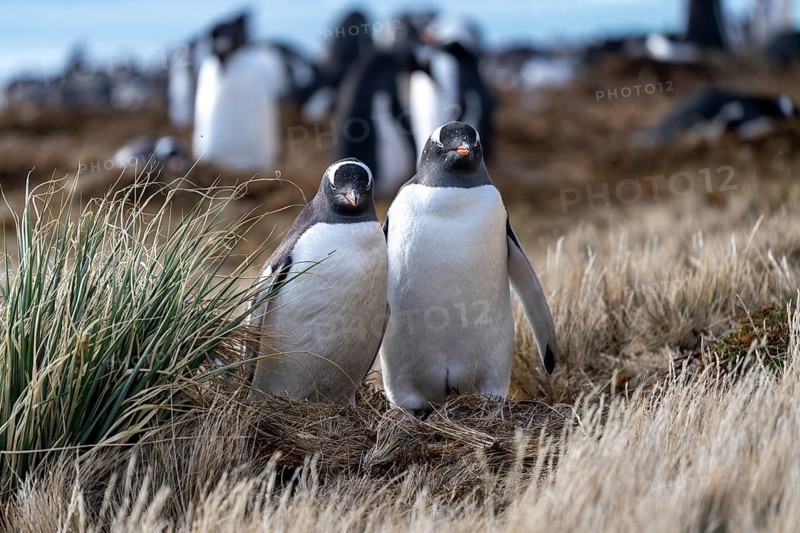 Gentoo penguins (Pygoscelis papua), two individuals standing next to each other in the tussock grass, colony in the background, South Georgia, South Atlantic