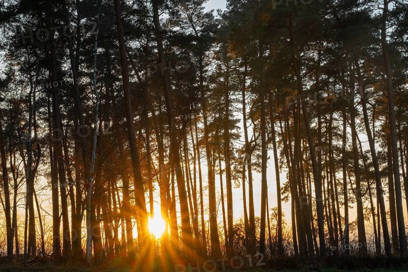 Scots pines (Pinus sylvestris), sunset, sun star, Lower Saxony, Germany