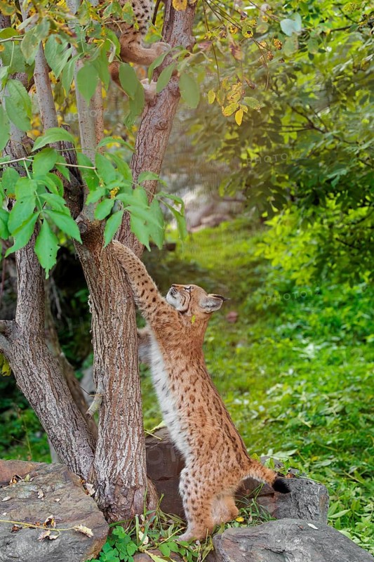 A Eurasian lynx (Lynx lynx) climbs up a tree